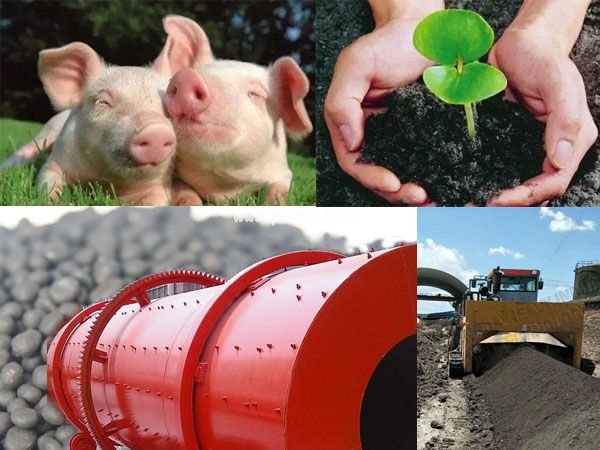  How does pig manure become organic fertilizer?