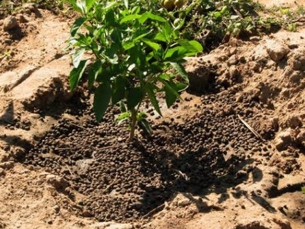 usage of chicken manure fertilizer to plant.png