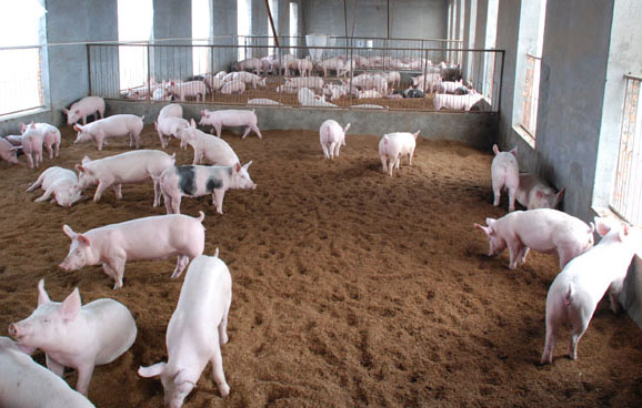 How does pig waste become organic fertilizer
